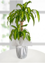 Dracena Massengena Canlı Saksı Çiçeği