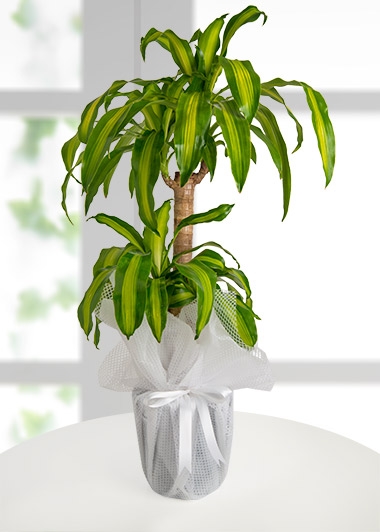 Dracena Massengena Canlı Saksı Çiçeği